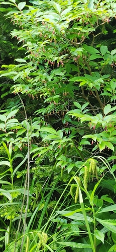 Image of Vaccinium erythrocarpum by (c) Hila Taylor, some rights reserved (CC BY)
