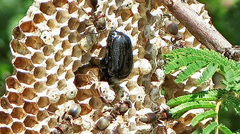 Oplostomus fuligineus