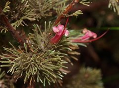 Adenanthos macropodianus
