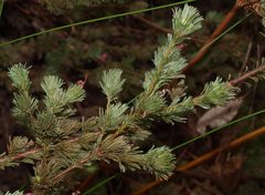 Adenanthos macropodianus
