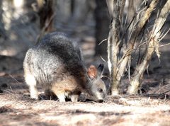 Notamacropus eugenii