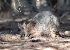 Notamacropus eugenii