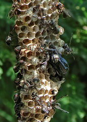 Oplostomus fuligineus