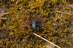 Oreophrynella quelchii