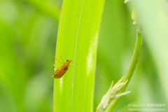 Haplosomoides annamita