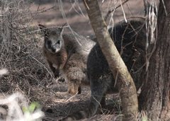 Notamacropus eugenii