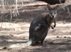 Notamacropus eugenii