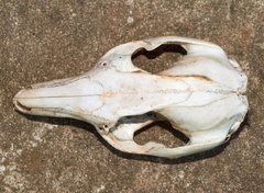 Notamacropus eugenii