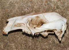 Notamacropus eugenii