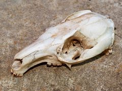 Notamacropus eugenii