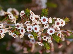 Thryptomene ericaea