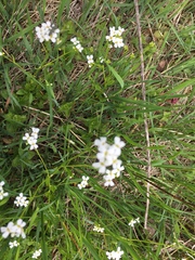 Arabidopsis halleri