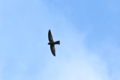 Aerodramus inquietus rukensis