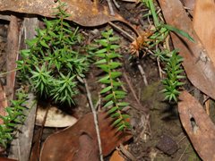 Acrotriche prostrata