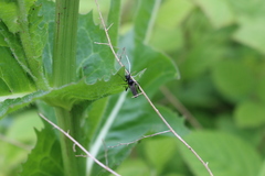 Bibio hortulanus