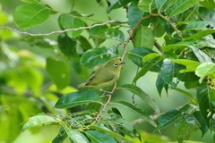 Zosterops semperi owstoni