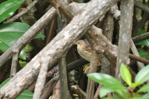 Ixobrychus sinensis observed 2019-04-14
