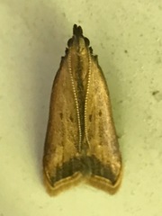 Dichomeris heriguronis