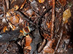 Thaumatoperla robusta
