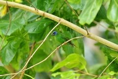 Erythrura trichroa clara