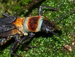 Thaumatoperla robusta