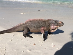 Cyclura cychlura