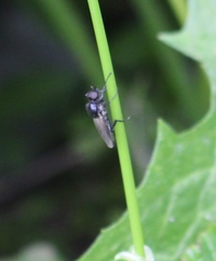 Dilophus antipedalis