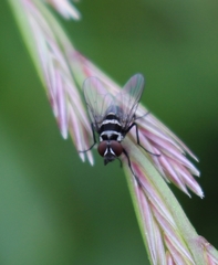Limnophora obsignata