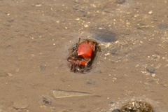 Paraleptuca crassipes