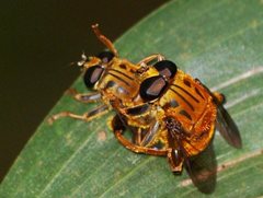 Austrophilus terraereginae