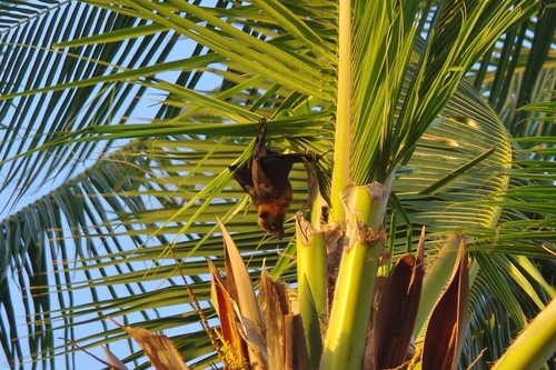 Pteropus pelagicus