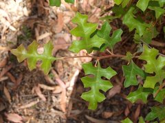 Grevillea dryophylla