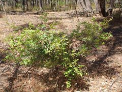 Grevillea dryophylla
