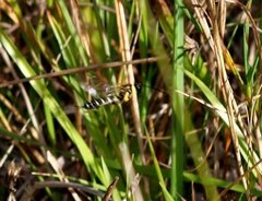 Sericopimpla crenator