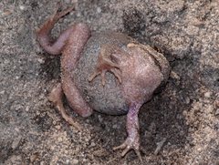 Limnodynastes dumerilii insularis