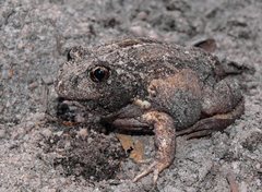 Limnodynastes dumerilii insularis