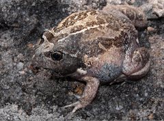Limnodynastes dumerilii insularis