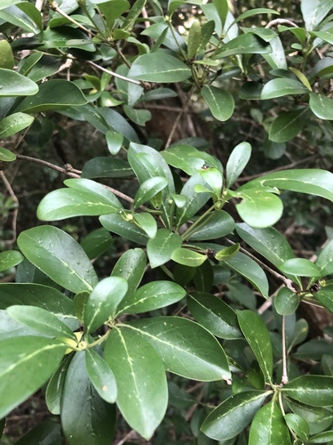 Zulu Bride's Bush (Pavetta gerstneri)