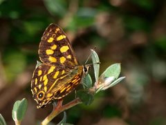 Oreixenica kershawi