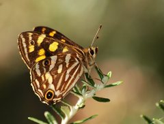 Oreixenica kershawi