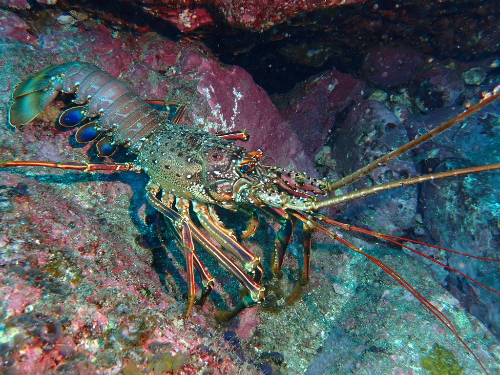 Japanese Spiny Lobster