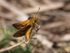 Taractrocera papyria papyria