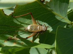 Eurepa wirkutta