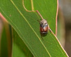 Heteronyx dimidiata