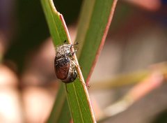 Heteronyx dimidiata