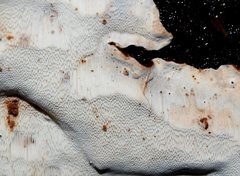 Datronia brunneoleuca