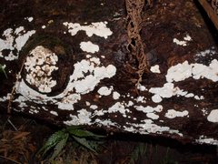 Datronia brunneoleuca