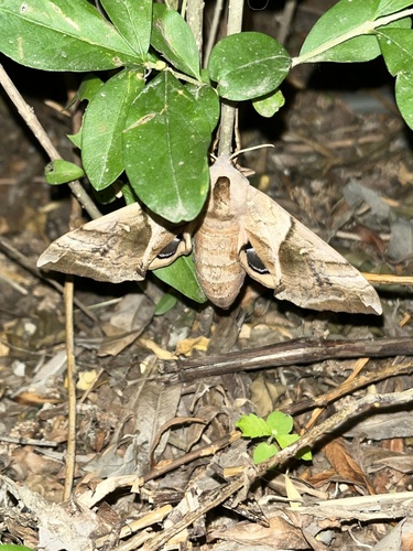 Oriental Eyed Hawkmoth