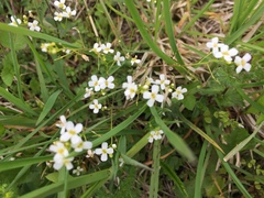 Arabidopsis halleri