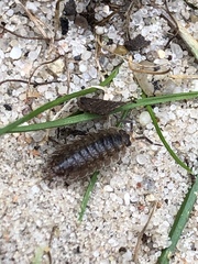 Porcellio scaber